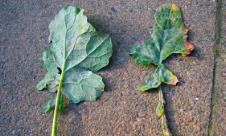 Făinarea rapiței Făinarea rapiței